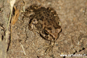 Rospo smeraldino (Bufotes viridis)