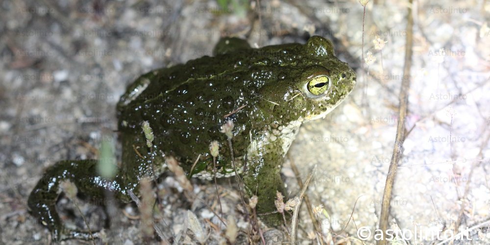 Natterjack toad (Epidalea calamita), foto di esempio dell'animale.