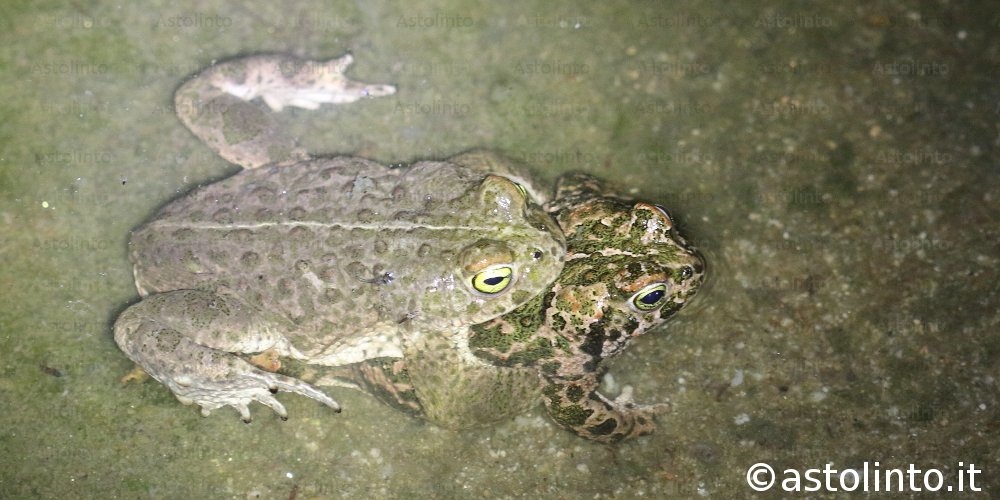 Natterjack toad (Epidalea calamita)