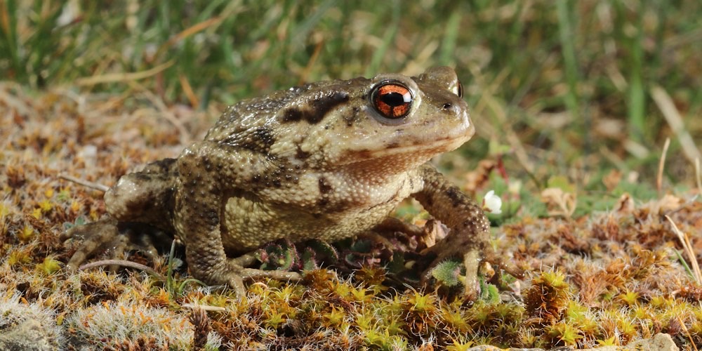 Rospo spinoso (Bufo spinosus), foto di esempio dell'animale.