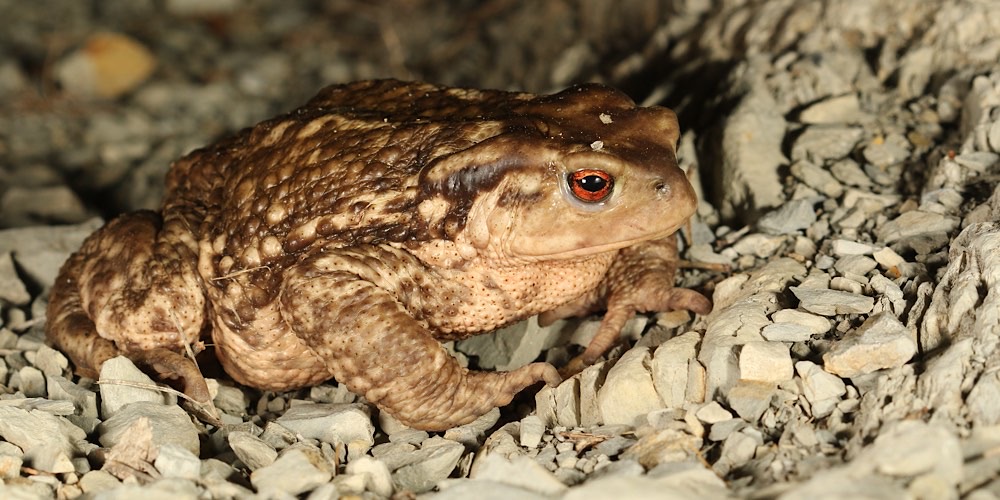 Rospo spinoso (Bufo spinosus)