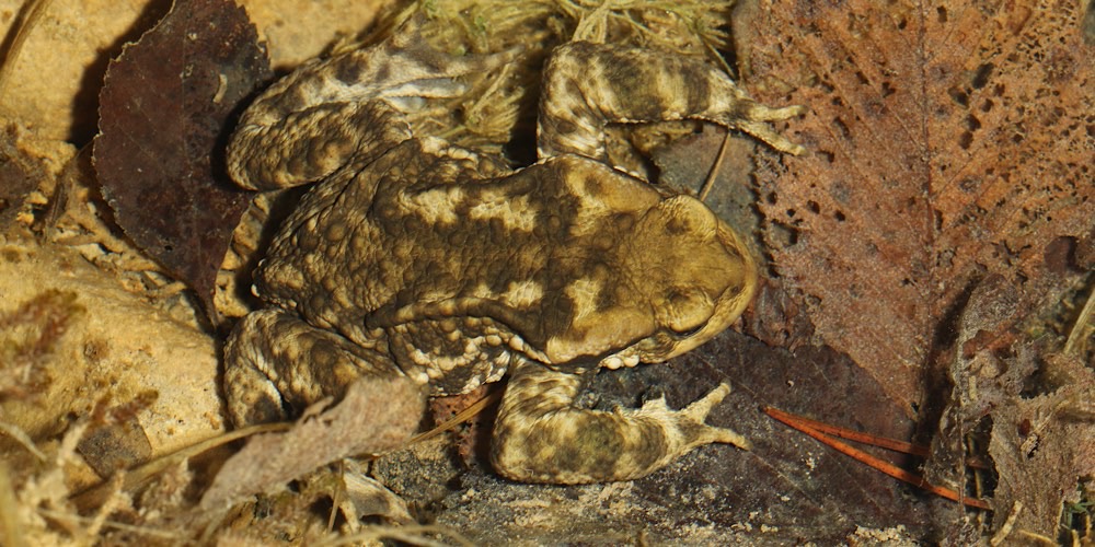 Rospo spinoso (Bufo spinosus)