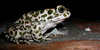 Green toad, foto