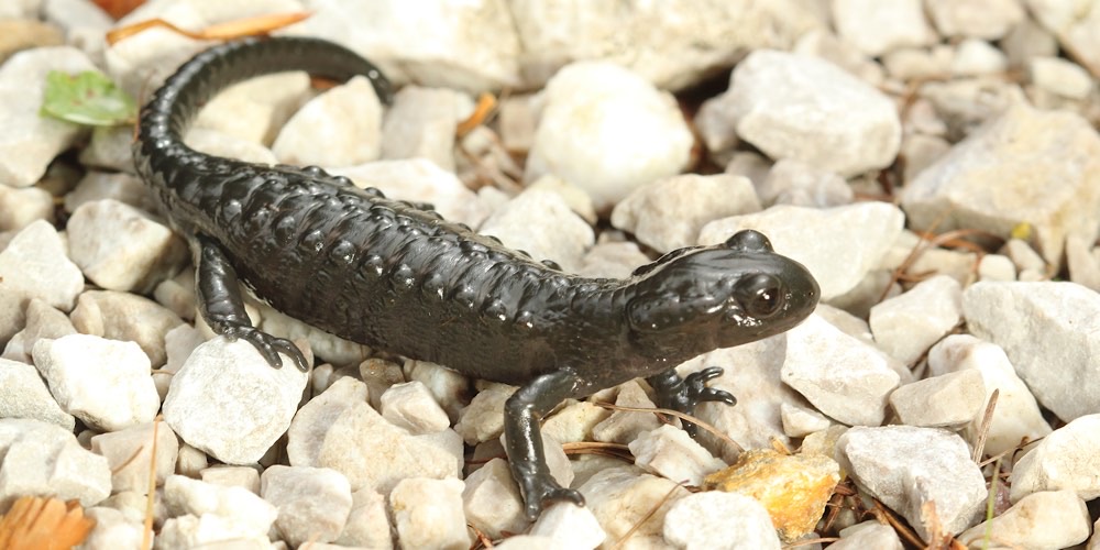 Salamandra alpina (Salamandra atra), foto di esempio dell'animale.