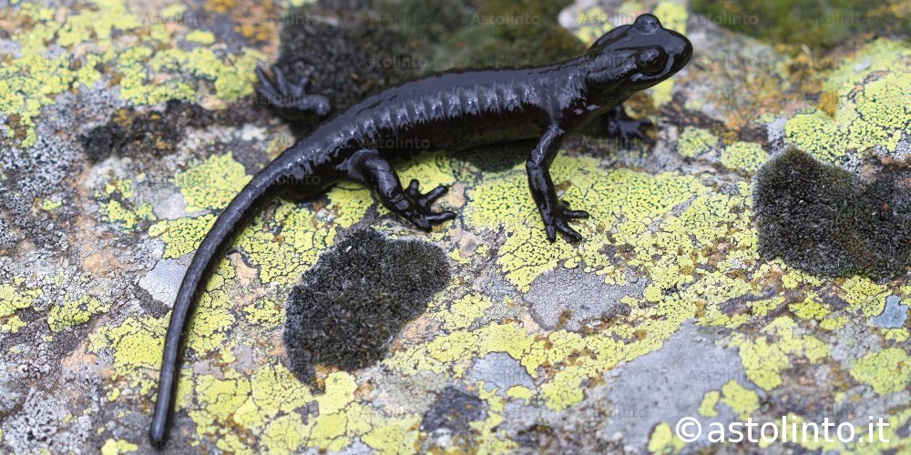 Salamandra di Lanza (Salamandra lanzai), foto di esempio dell'animale.