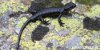 Salamandra di Lanza, d