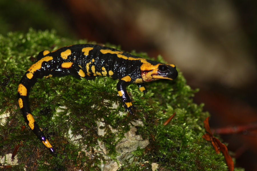 Salamandra pezzata (Salamandra salamandra), foto di esempio dell'animale.