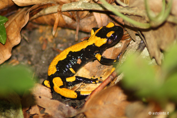 Salamandra pezzata (Salamandra salamandra)