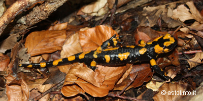 Salamandra pezzata (Salamandra salamandra)