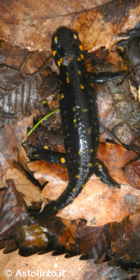 Salamandra pezzata (Salamandra salamandra)