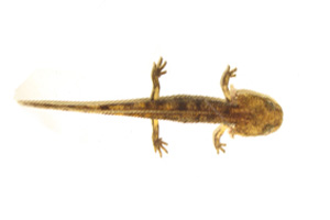 Salamandra pezzata (Salamandra salamandra)