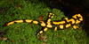 Salamandra pezzata, adulto