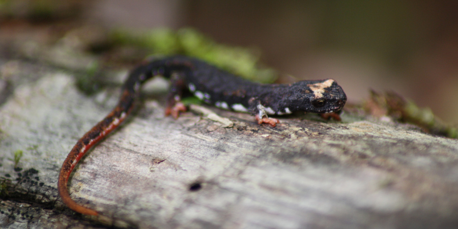 Salamandrina meridionale (Salamandrina terdigitata), foto di esempio dell'animale.