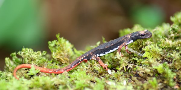 Salamandrina meridionale (Salamandrina terdigitata)