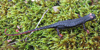 Salamandrina terdigitata adulto