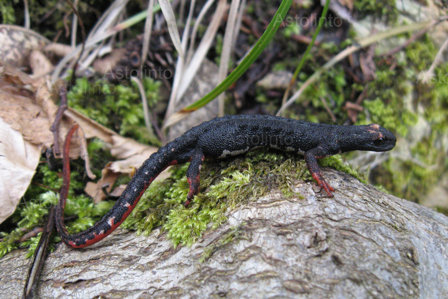 Salamandrina settentrionale (Salamandrina perspicillata), foto di esempio dell'animale.
