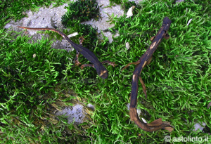 Salamandrina settentrionale (Salamandrina perspicillata)