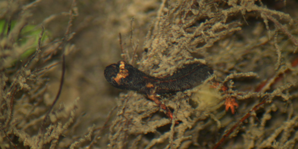Salamandrina settentrionale (Salamandrina perspicillata)