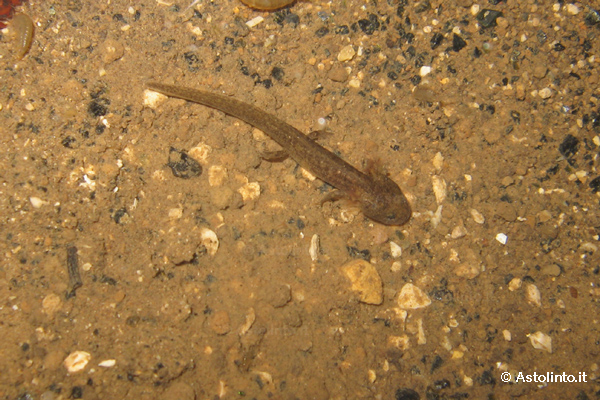 Salamandrina settentrionale (Salamandrina perspicillata)