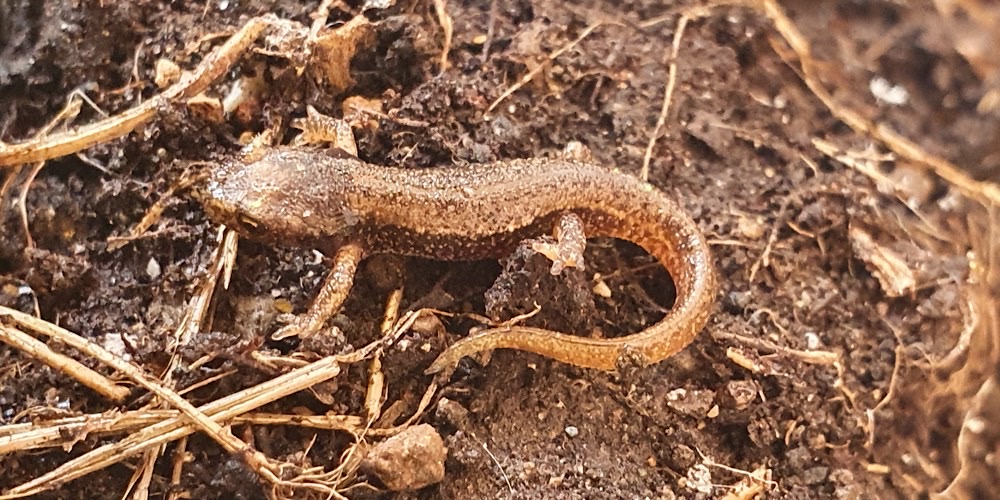 Salamandrina settentrionale (Salamandrina perspicillata)