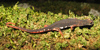 Salamandrina perspicillata, adulto