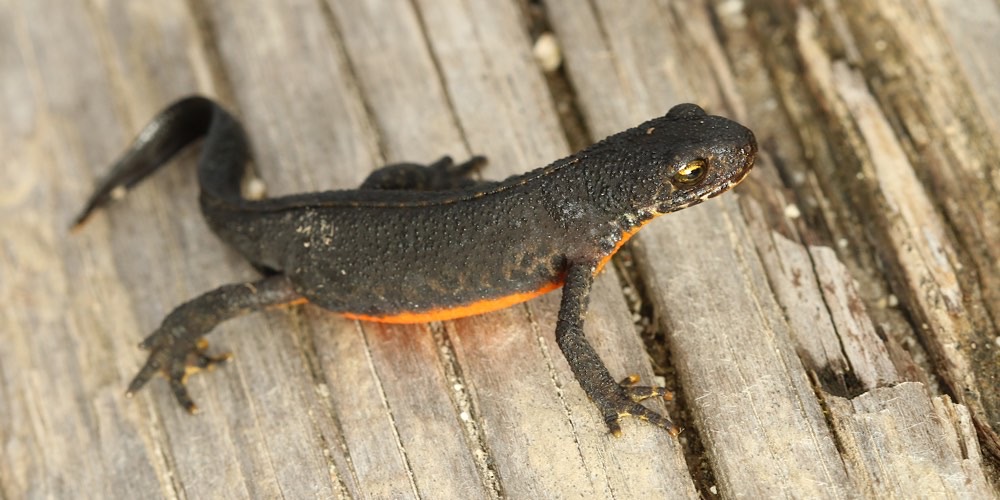 Tritone alpino (Ichthyosaura alpestris)