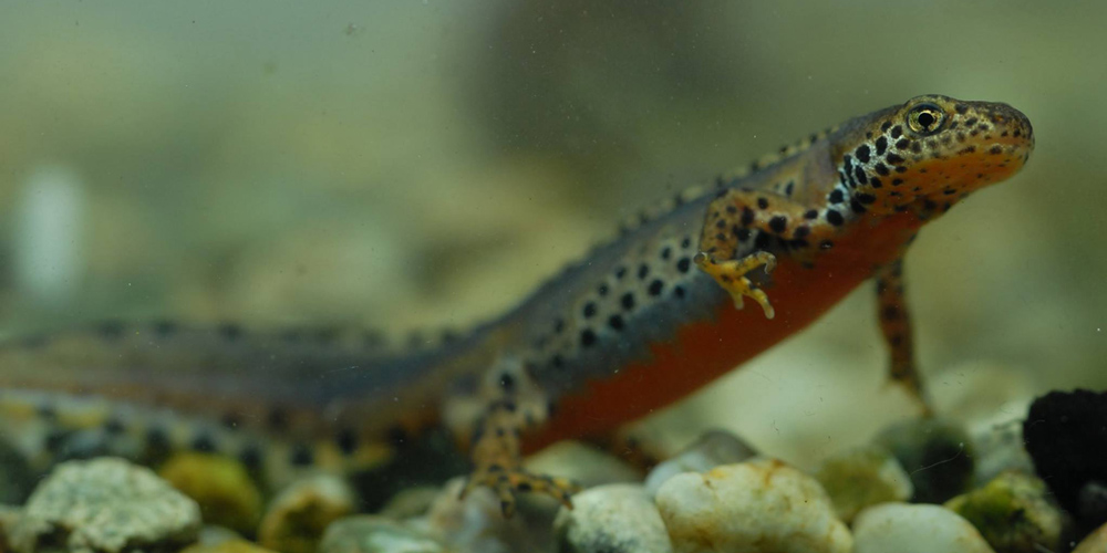 Tritone alpino (Ichthyosaura alpestris)