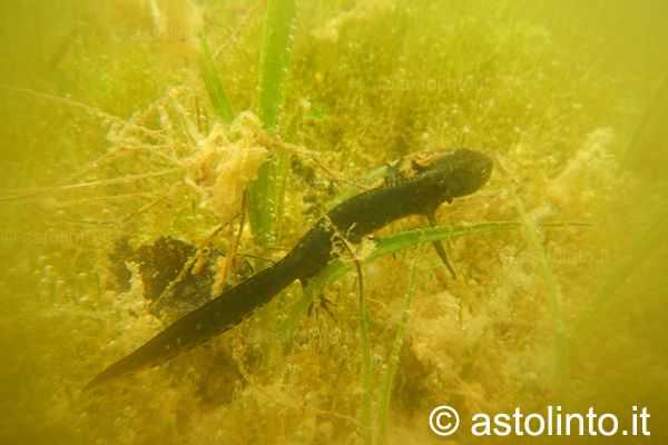 Tritone alpino (Ichthyosaura alpestris)