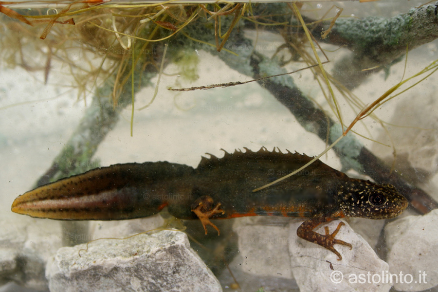 Tritone crestato italiano (Triturus carnifex), foto di esempio dell'animale.