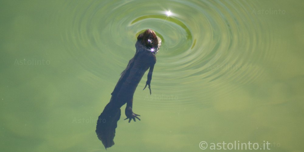 Tritone crestato italiano (Triturus carnifex)