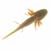 Tritone crestato carnifex, larva