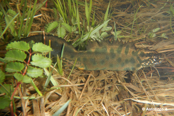 Tritone crestato italiano (Triturus carnifex)