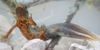 Tritone crestato carnifex, adulto