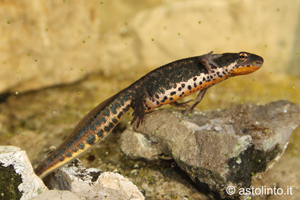 Tritone italiano (Lissotriton italicus), foto di esempio dell'animale.