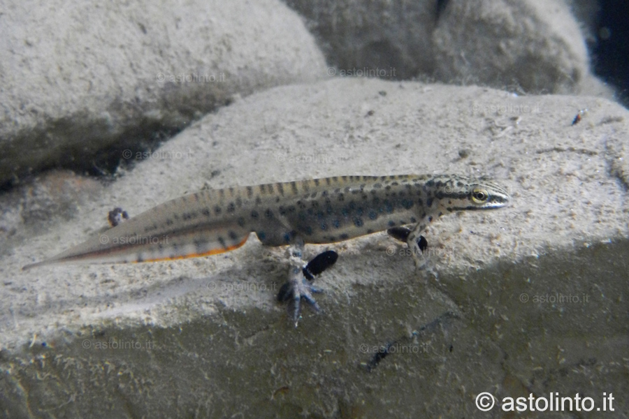 Tritone punteggiato (Lissotriton vulgaris), foto di esempio dell'animale.