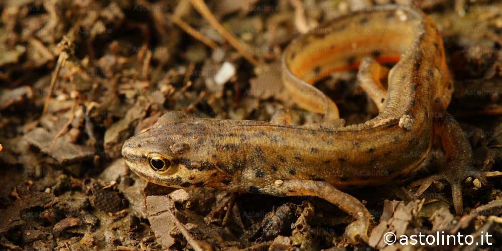 Tritone punteggiato (Lissotriton vulgaris)