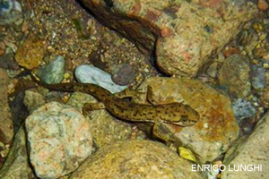 Tritone sardo (Euproctus platycephalus), foto di esempio dell'animale.
