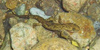 Tritone sardo