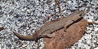Crested newt, foto