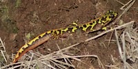 Marbled newt, foto
