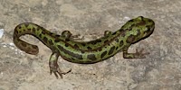Southern marbled newt, foto