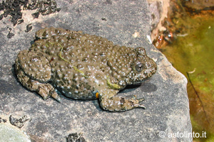 Ululone appenninico (Bombina pachypus), foto di esempio dell'animale.
