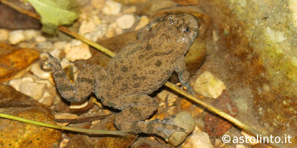 Ululone dal ventre giallo (Bombina variegata), foto di esempio dell'animale.