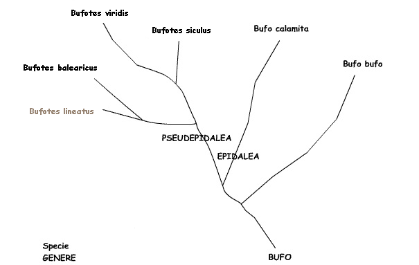 Bufo tree