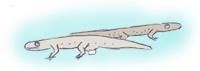 Tritone 5