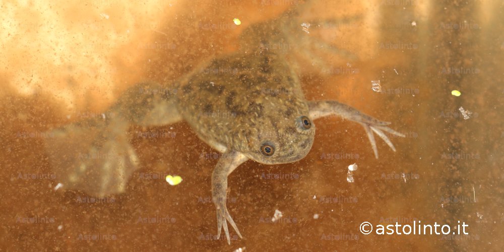 Xenopo liscio (Xenopus laevis), foto di esempio dell'animale.