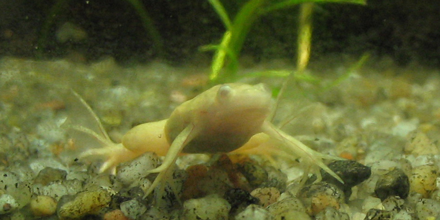 Xenopo liscio (Xenopus laevis)