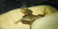 Xenopo liscio, foto descrittiva della specie.