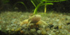 Xenopo liscio (Xenupus laevis), adulto