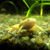 African clawed toad, foto